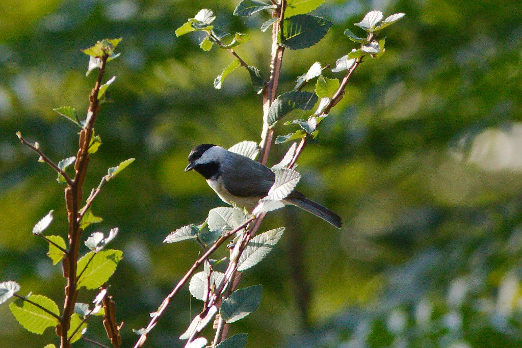 Carolina Chickadee 2013-10-12.jpg